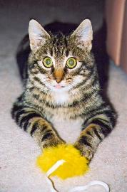 Picture of Pudha, Greg Tompos' cat.