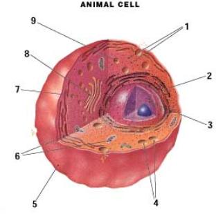 Diagram of an animal cell.