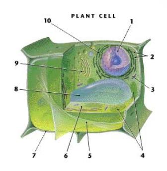 Diagram showing the organelles of a plant cell.