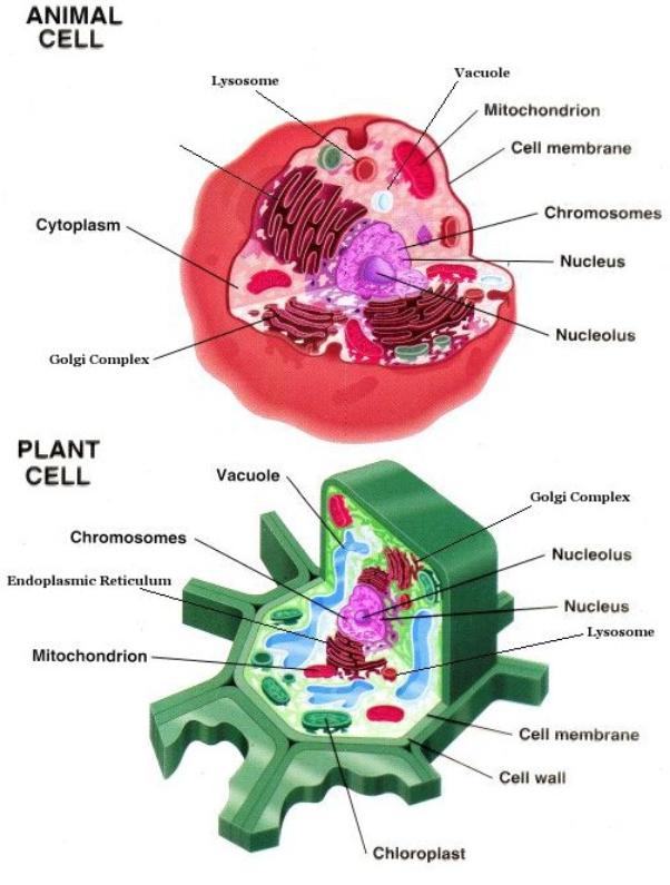 Diagram showing the organelles of an animal cell and a plant cell.