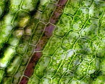 Picture of plant cells.