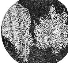 Drawing by Robert Hooke of the cork cells he observed.