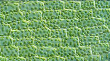Picture of plant cells with chloroplasts easily visible.